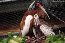 Schopfibis (Lophotibis cristata) im Kölner Zoo