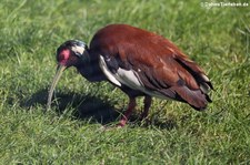 Schopfibis (Lophotibis cristata) im Kölner Zoo