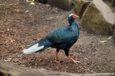 Weißschwanz-Vietnamfasan oder Vo-Quy-Fasan (Lophura edwardsi "hatinhensis") im Kölner Zoo