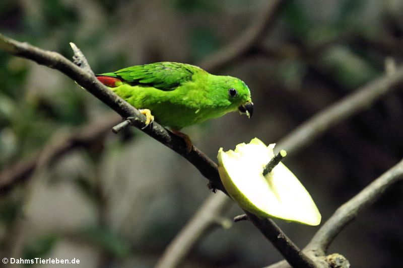 Blaukronenpapageichen (Loriculus galgulus)