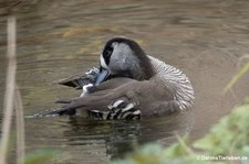 Rosenohrente (Malacorhynchus membranaceus) im Kölner Zoo