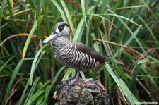 Rosenohrente (Malacorhynchus membranaceus) im Kölner Zoo