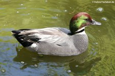 Sichelente (Mareca falcata) im Kölner Zoo