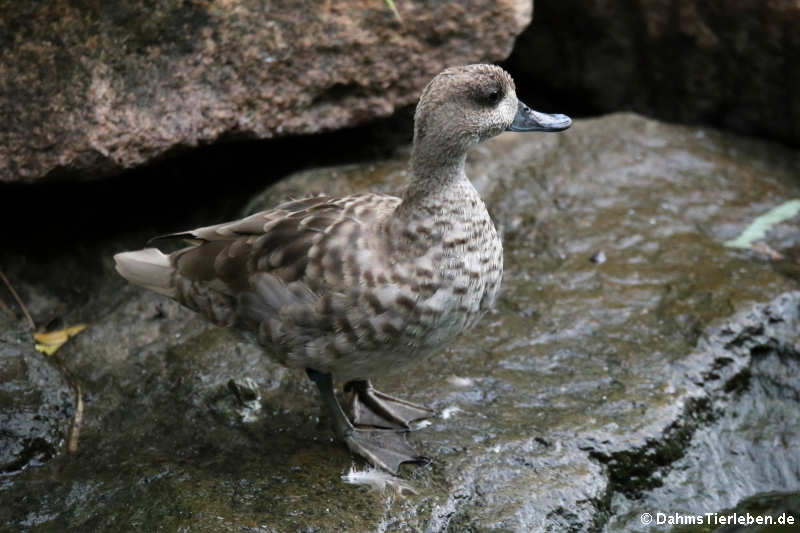 Marmaronetta angustirostris