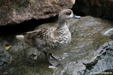 Marmelente (Marmaronetta angustirostris) im Kölner Zoo