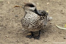 Marmelente (Marmaronetta angustirostris) im Kölner Zoo