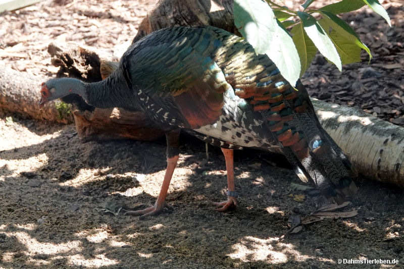 Pfauentruthuhn Meleagris ocellata-1
