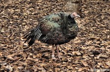 Pfauentruthuhn (Meleagris ocellata) im Kölner Zoo