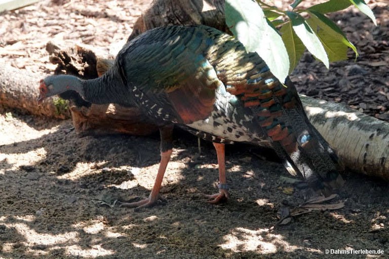 Meleagris ocellata
