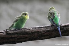 Wellensittich (Melopsittacus undulatus) im Kölner Zoo