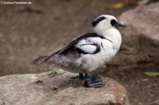 männlicher Zwergsäger (Mergellus albellus) im Kölner Zoo