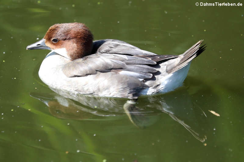 weiblicher Zwergsäger (Mergellus albellus)