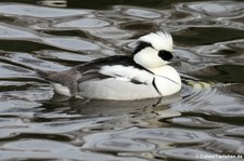 männlicher Zwergsäger (Mergellus albellus) im Kölner Zoo