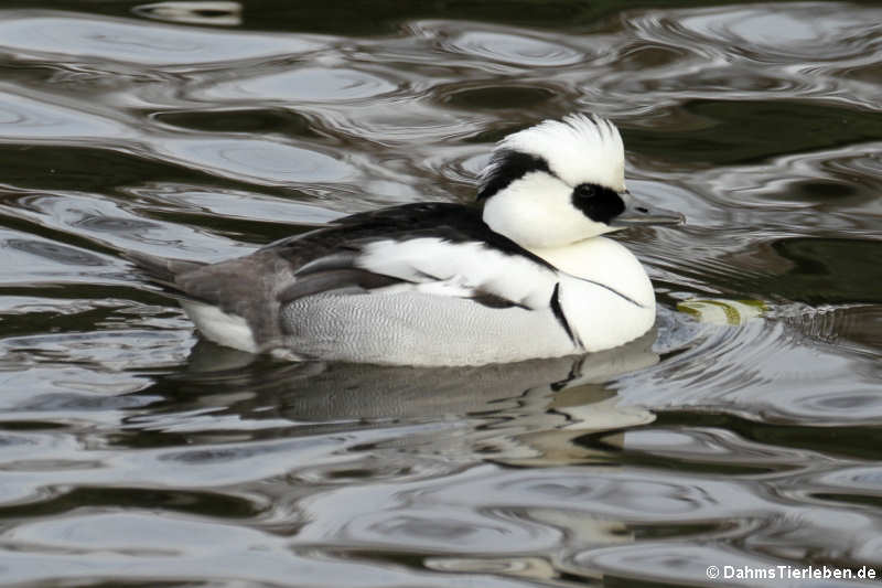 Mergellus albellus-6