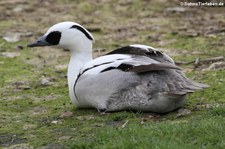 männlicher Zwergsäger (Mergellus albellus) im Kölner Zoo