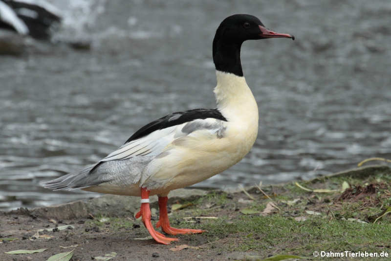 männlicher Gänsesäger (Mergus merganser)