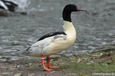 männlicher Gänsesäger (Mergus merganser) im Kölner Zoo