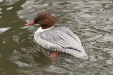 weiblicher Gänsesäger (Mergus merganser) im Kölner Zoo