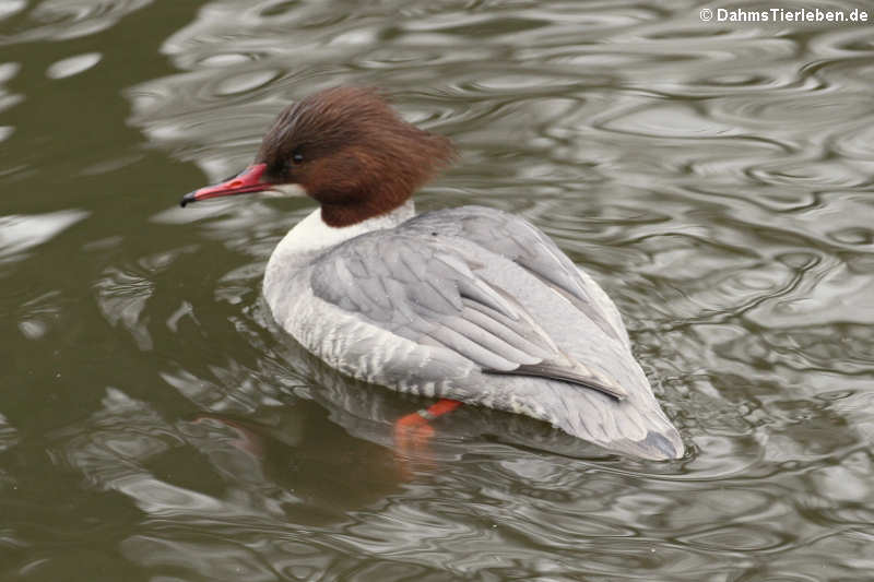 weiblicher Gänsesäger (Mergus merganser)