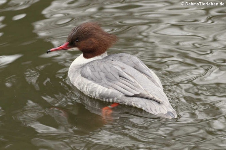 Mergus merganser