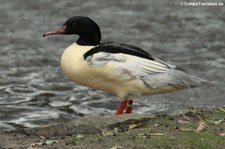 männlicher Gänsesäger (Mergus merganser) im Kölner Zoo