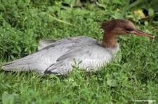weiblicher Schuppensäger (Mergus squamatus) im Kölner Zoo