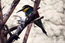 Bienenfresser (Merops apiaster) im Kölner Zoo