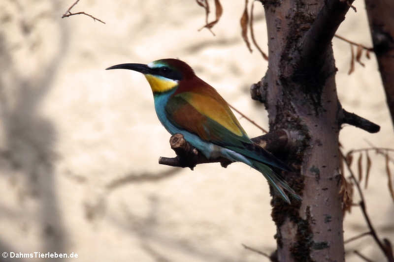 Bienenfresser (Merops apiaster)