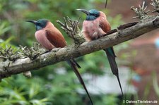 Scharlachspint (Merops nubicus) im Kölner Zoo