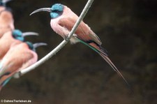 Scharlachspinte (Merops nubicus) im Kölner Zoo