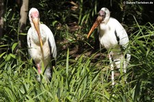 Milchstörche (Mycteria cinerea) im Kölner Zoo