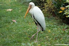 Milchstorch (Mycteria cinerea) im Kölner Zoo