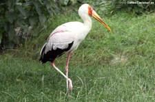 Nimmersatt (Mycteria ibis) im Kölner Zoo