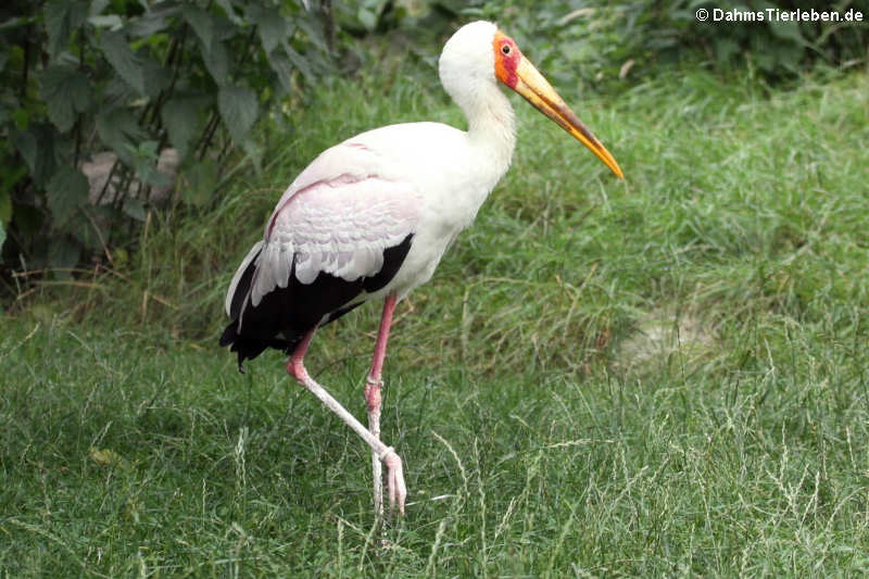 Afrikanischer Nimmersatt (Mycteria ibis)