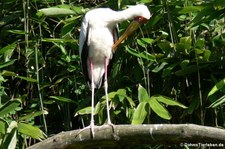 Nimmersatt (Mycteria ibis) im Kölner Zoo