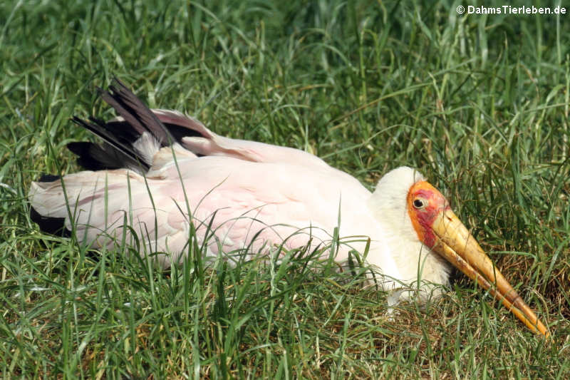 Mycteria ibis