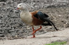 Zoo Köln