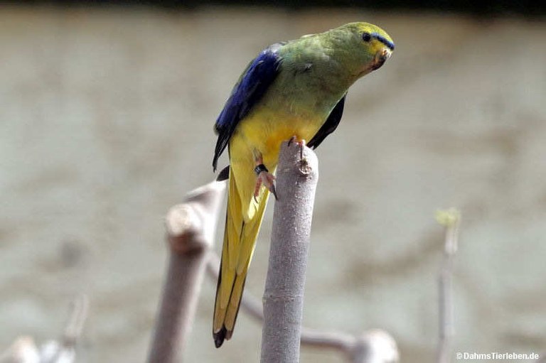 Neophema chrysostoma