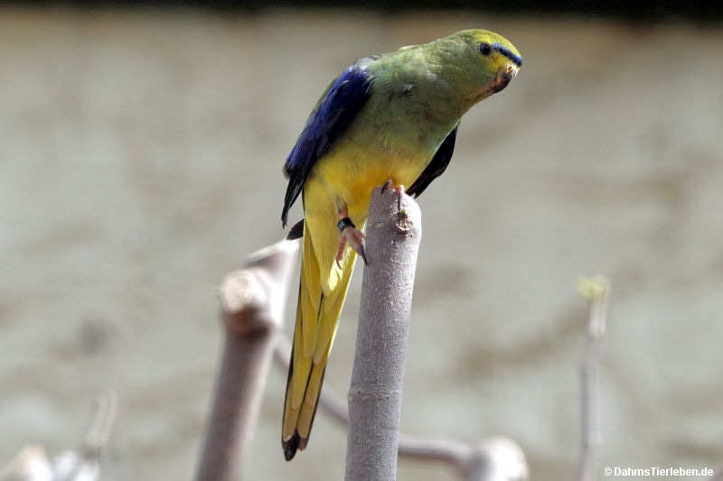 Neophema chrysostoma