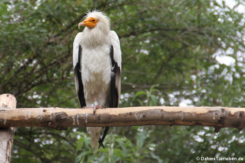 Neophron percnopterus percnopterus-2