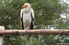 Westlicher Schmutzgeier (Neophron percnopterus percnopterus) im Kölner Zoo