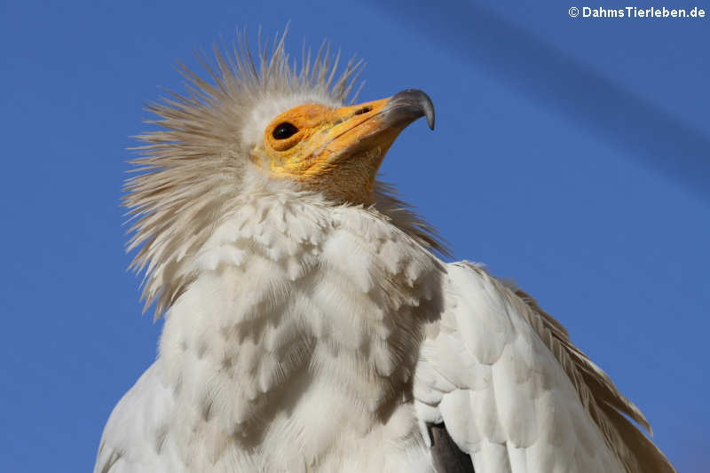 Neophron percnopterus percnopterus-4