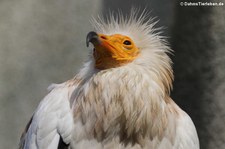 Westlicher Schmutzgeier (Neophron percnopterus percnopterus) im Kölner Zoo