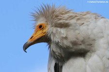 Westlicher Schmutzgeier (Neophron percnopterus percnopterus) im Kölner Zoo