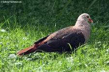 Rosentaube (Nesoenas mayeri) im Kölner Zoo