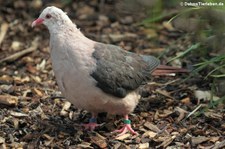 Rosentaube (Nesoenas mayeri) im Kölner Zoo