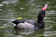 Peposakaenten (Netta peposaca) im Kölner Zoo