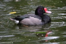 Peposakaenten (Netta peposaca) im Kölner Zoo