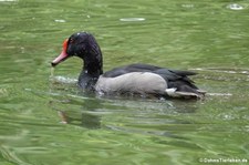 Peposakaente (Netta peposaca) im Kölner Zoo