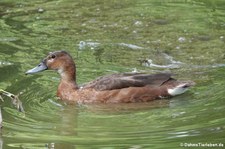 weibliche Peposakaenten (Netta peposaca) im Kölner Zoo